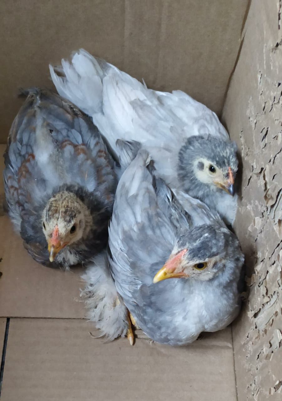 Deux poules de jardin installées dans une caisse ouverte