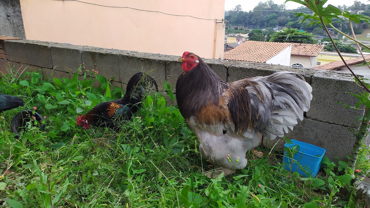 Deux poules de races et de tailles différentes dans un jardin