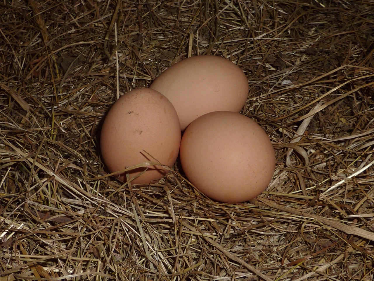 Œufs de poule fraîchement pondus dans un nid