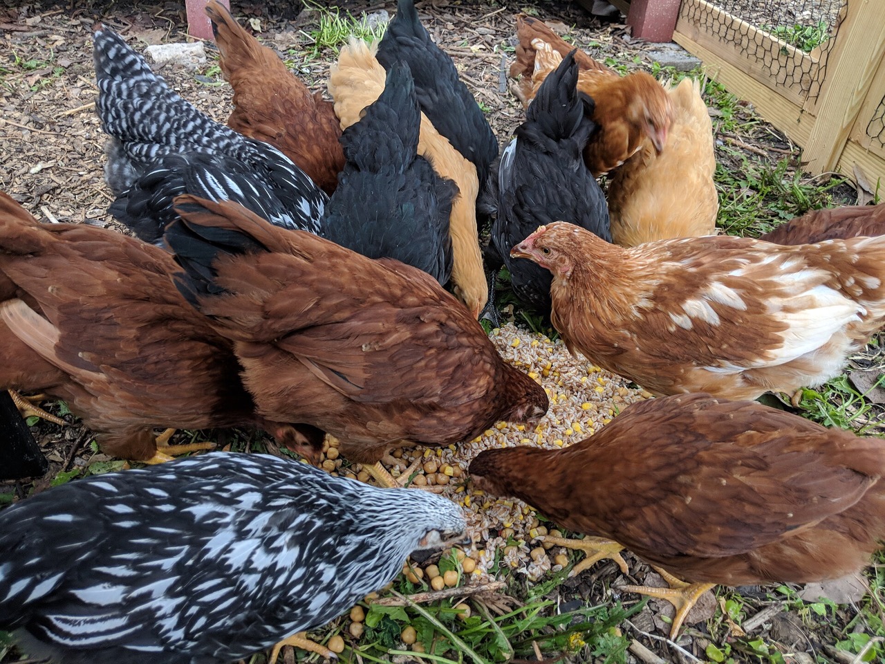 Poules de jardin picorant ensemble