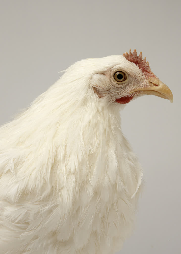 Portrait rapproché d’une poule blanche