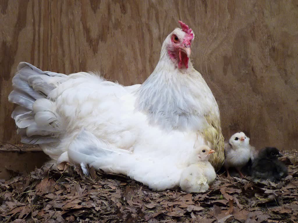 Poule blanche avec plusieurs poussins dans un nid