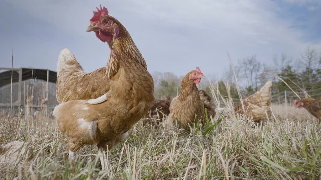 Poules en liberté dans un parcours extérieur