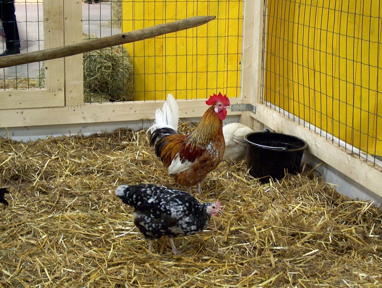 Coq et poules réunis dans un parcours herbeux