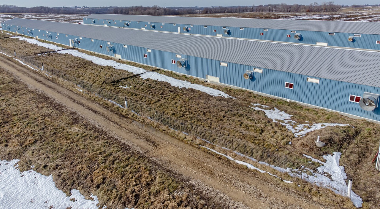 Poules marchant dans un parcours enneigé